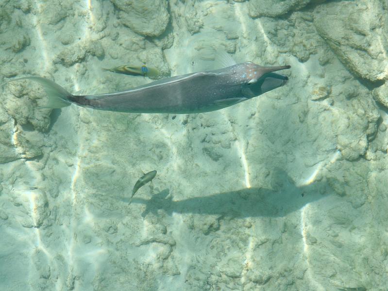 Kuramathi (250).jpg